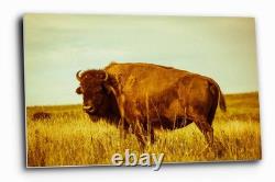 Bison Metal Print Oklahoma, Buffalo, Western, Vintage Style, Aluminum, Wall Art