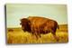 Bison Metal Print Oklahoma, Buffalo, Western, Vintage Style, Aluminum, Wall Art