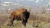 Bison Named The Official U S National Mammal Wcs