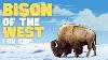 Bison Of The West For Kids Learn All About These Special Mammals