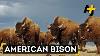 Bison Officially U S National Mammal