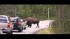 Bison On The Road Yellowstone Wyoming United States