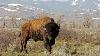 Bison Our National Mammal