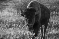 Bison Photo Print Wildlife Art Black White Canvas Archival Paper Metal