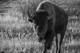 Bison Photo Print Wildlife Art Black White Canvas Archival Paper Metal