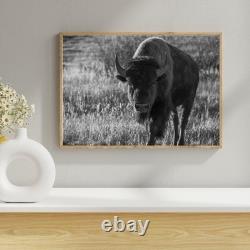 Bison Photo Print Wildlife Art Black White Canvas Archival Paper Metal