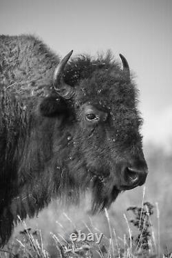 Bison Photography Print Black and White Picture of Buffalo on Oklahoma Prairie