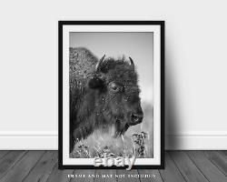Bison Photography Print Black and White Picture of Buffalo on Oklahoma Prairie