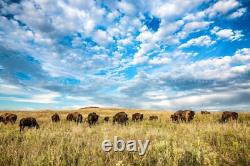 Bison Photography Print Oklahoma, Buffalo, Prairie, Western, Picture, Photo