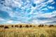 Bison Photography Print Oklahoma, Buffalo, Prairie, Western, Picture, Photo