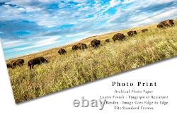 Bison Photography Print Oklahoma, Buffalo, Prairie, Western, Picture, Photo