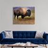 Bison Portrait II Canvas Wall Art Print, Wildlife Home Decor