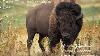Bison Pre 1800 United States Population Estimated At Over 60 Million