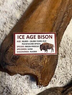 Bison Priscus Ulna Pleistocene Epoch Genuine Fossil