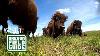 Bison Ranching Oregon Field Guide