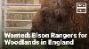 Bison Return To England S Oldest Woodlands