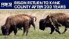 Bison Return To Kane County Prairie After Over 200 Years