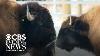 Bison Returning To Parts Of North America