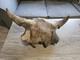 Bison Skull Cap Real 22 Inches