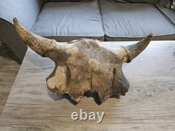 Bison Skull Cap Real 22 Inches