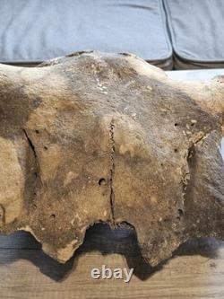 Bison Skull Cap Real 22 Inches
