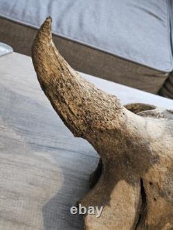 Bison Skull Cap Real 22 Inches