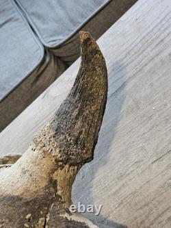 Bison Skull Cap Real 22 Inches