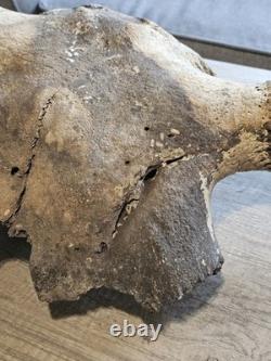 Bison Skull Cap Real 22 Inches