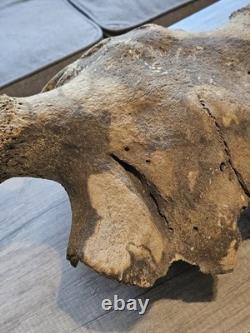 Bison Skull Cap Real 22 Inches