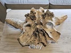 Bison Skull Cap Real 22 Inches