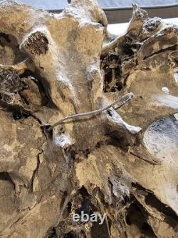 Bison Skull Cap Real 22 Inches
