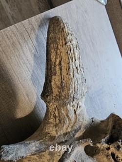 Bison Skull Cap Real 22 Inches