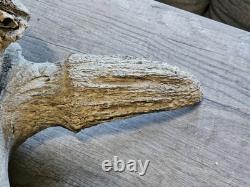 Bison Skull Cap Real 22 Inches