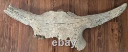 Bison Skull Cap real large historic buffalo skull Gallatin river find