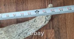 Bison Skull Cap real large historic buffalo skull Gallatin river find