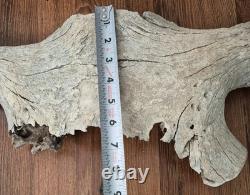 Bison Skull Cap real large historic buffalo skull Gallatin river find