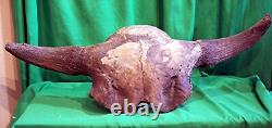 Bison Skull Fossil Bison Antiquus from 10,000 Years Ago An Ice Age Treasure