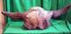 Bison Skull Fossil Bison Antiquus from 10,000 Years Ago An Ice Age Treasure