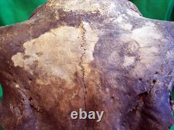 Bison Skull Fossil Bison Antiquus from 10,000 Years Ago An Ice Age Treasure