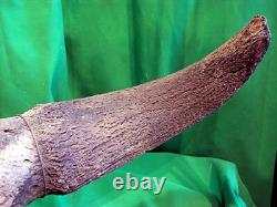 Bison Skull Fossil Bison Antiquus from 10,000 Years Ago An Ice Age Treasure