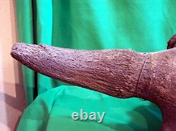 Bison Skull Fossil Bison Antiquus from 10,000 Years Ago An Ice Age Treasure