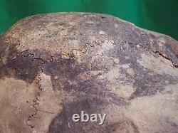 Bison Skull Fossil Bison Antiquus from 10,000 Years Ago An Ice Age Treasure