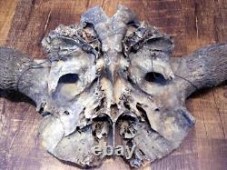 Bison Skull Fossil Bison Antiquus from 10,000 Years Ago An Ice Age Treasure