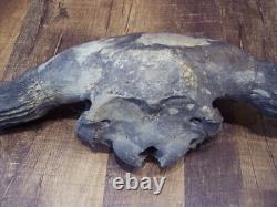 Bison Skull Fossil Bison Antiquus from 10,000 Years Ago An Ice Age Treasure