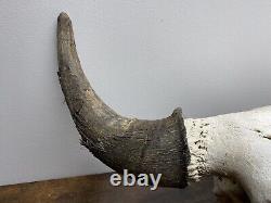 Bison Skull With Horns