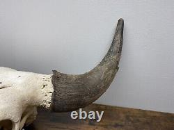 Bison Skull With Horns