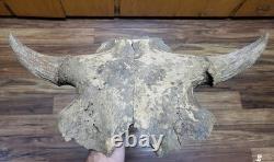 Bison Skull cap real historic buffalo skull