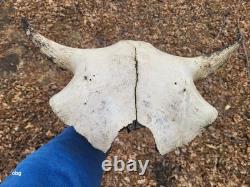 Bison Skull cap real historic buffalo skull