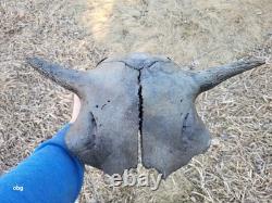 Bison Skull cap real historic buffalo skull