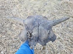 Bison Skull cap real historic buffalo skull